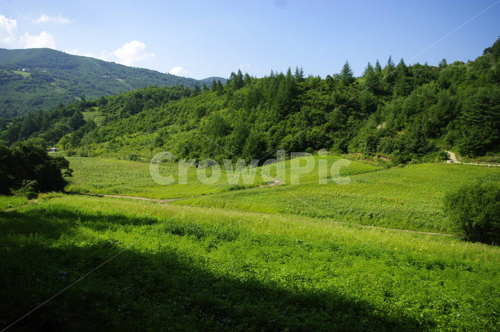 풍경,자연,초록,여름,식물,나무,산,들,nature,목초지