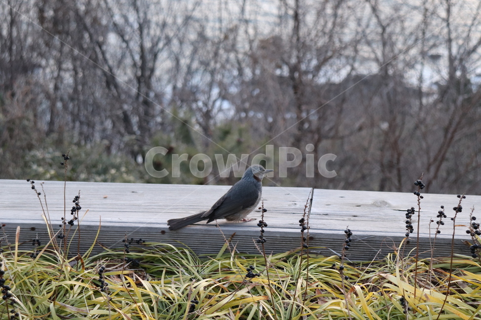 bird,새,animal,동물,식물,plant,꽃,자연,nature,동물,animal,조류,새,birds