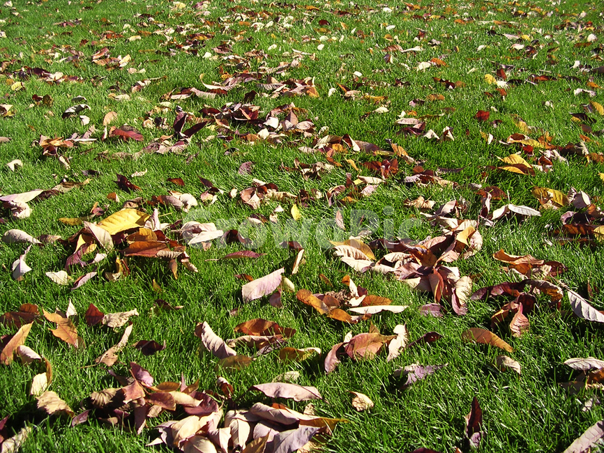 잔디,낙엽,잎새,가을,계절,가을,계절,fall,autumn,season,plant,식물,leaf,잎,ground,바닥,tree,나무
