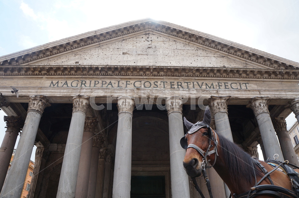 판테온,로마,pantheon,horse,말,animal,동물,temple,성당