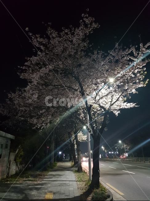 제주도,밤의벚꽃,도로,멋진풍경,감성