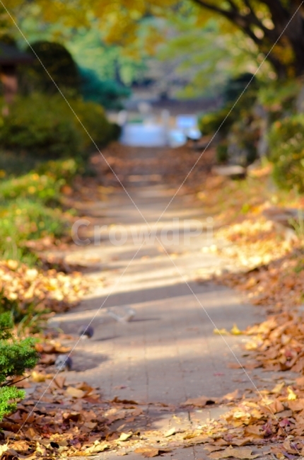 낙엽,가을,길,아침,상쾌함,아침공기,감성,색감,따스함,가을,계절,fall,autumn,season,자연,풍경,nature,landscape,path,통로,flagstone,판석,outdoors,옥외