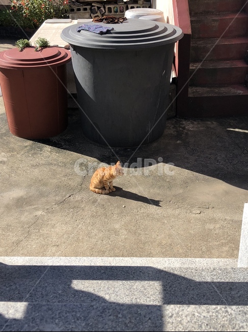 고양이,노란색,시골,풍경,집,동물,animal,포유류,mammal,고양이,cat,kitten,kitty