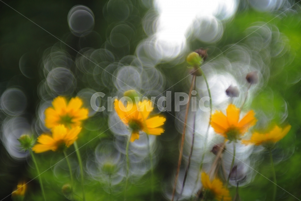 노랑꽃,flower,식물,초록,화단,공원,휴식,들꽃,yellow,보케,식물,자연,plants,nature,꽃,flower