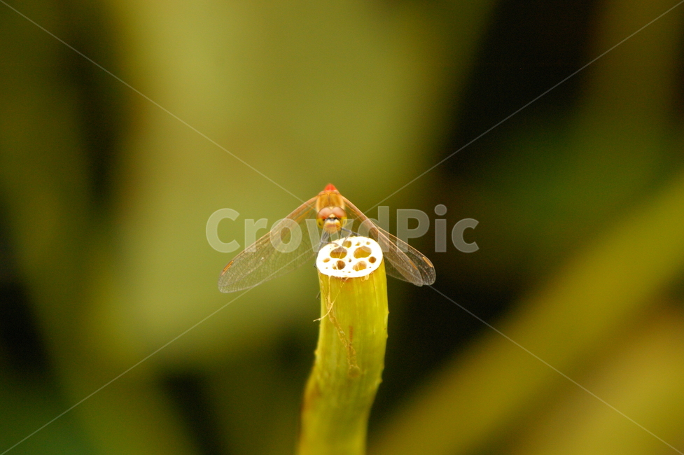 연,연잎,연근,연꽃,연지,연못,곤충,연줄기,잠자리,동물,animal,곤충,벌레,insect,bug
