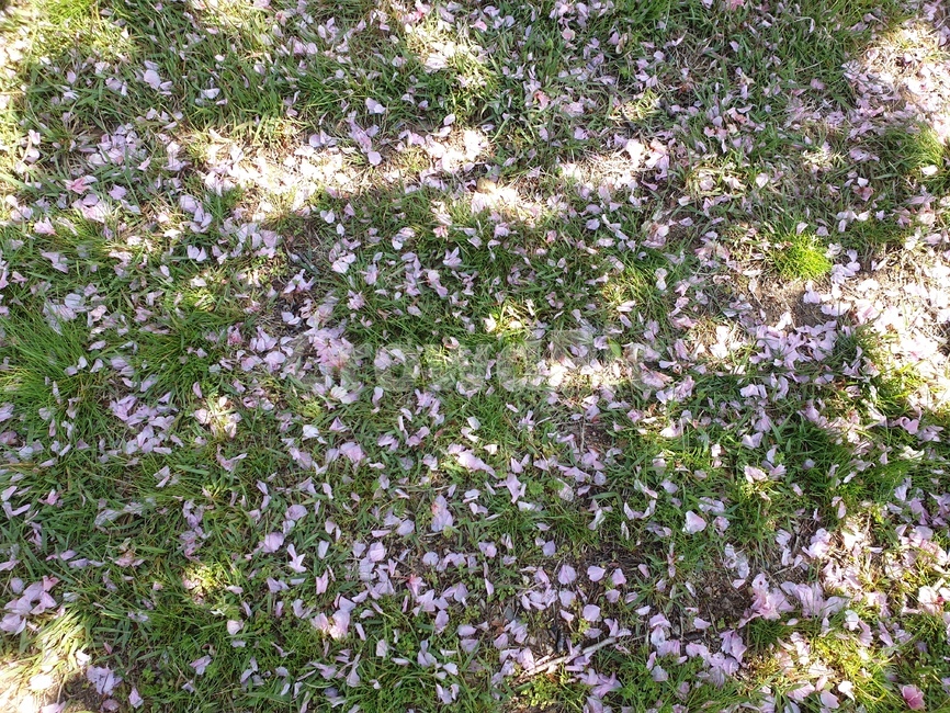 식물,아레나리아,꽃,꽃잎,plant,arenaria,flower,blossom,연보라빛,떨어진