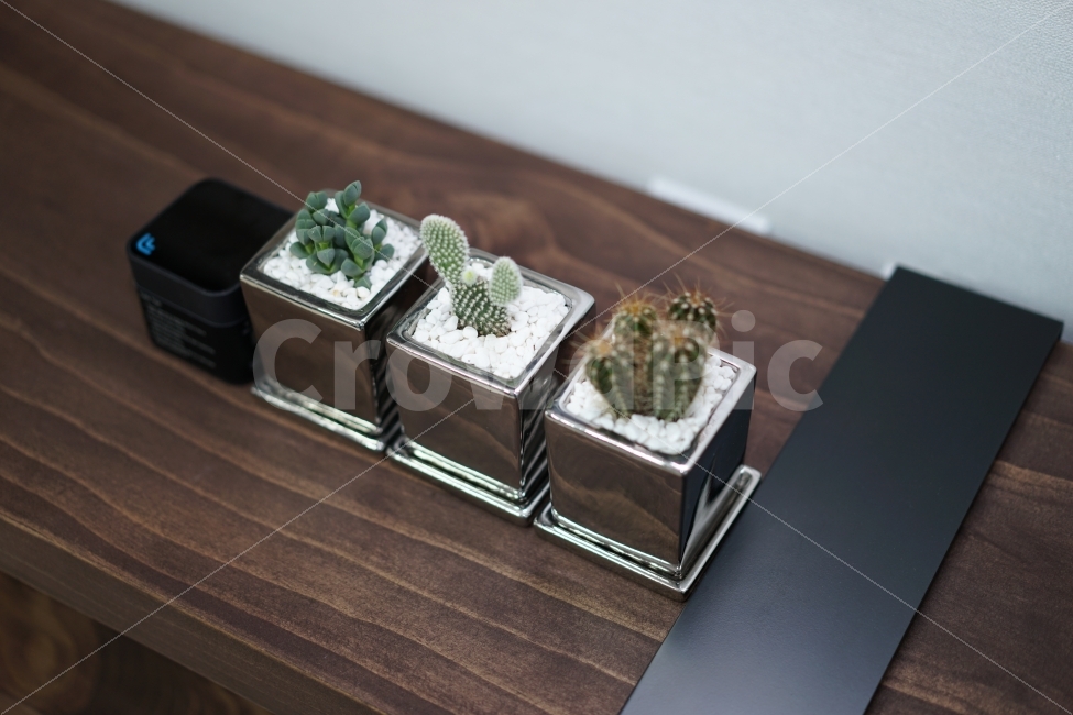 식물,선인장,인테리어,화분,일상,미니,감각,꾸미기,거실,감성,식물,자연,plants,nature