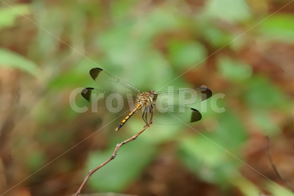 잠자리,동물,곤충,자연,나뭇가지,식물,insect,animal,dragonfly,한국자연,한국의자연,snap,snapshot,스냅,스냅사진,스넵,스넵사진,풍경,landscape,시골,country,한국풍경,날개,wing,가을,autumn,fall,nature,season,배경흐림,보케,동물,animal,곤충,벌레,insect,bug