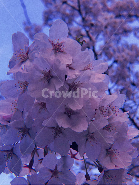 밤,꽃,밤꽃,벚꽃,밤벚꽃,빈티지,감성,봄