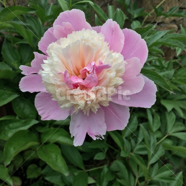 꽃,식물,자연,야외,풀,flower,nature,pink,분홍,흰,식물,자연,plants,nature,꽃,flower