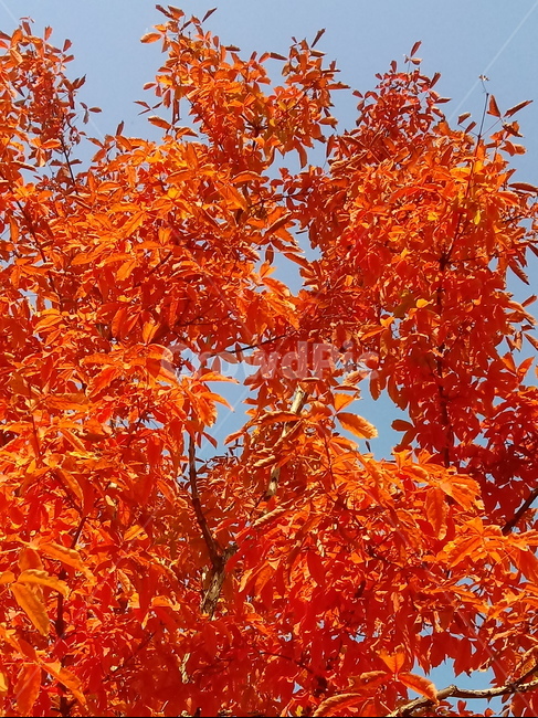 낙엽,단풍,leaf,나뭇잎,단풍나무,식물,자연,maple,나무,낙엽활엽관목,잎,붉은잎,가을,계절,fall,autumn,season,식물,자연,plants,nature,plant,tree