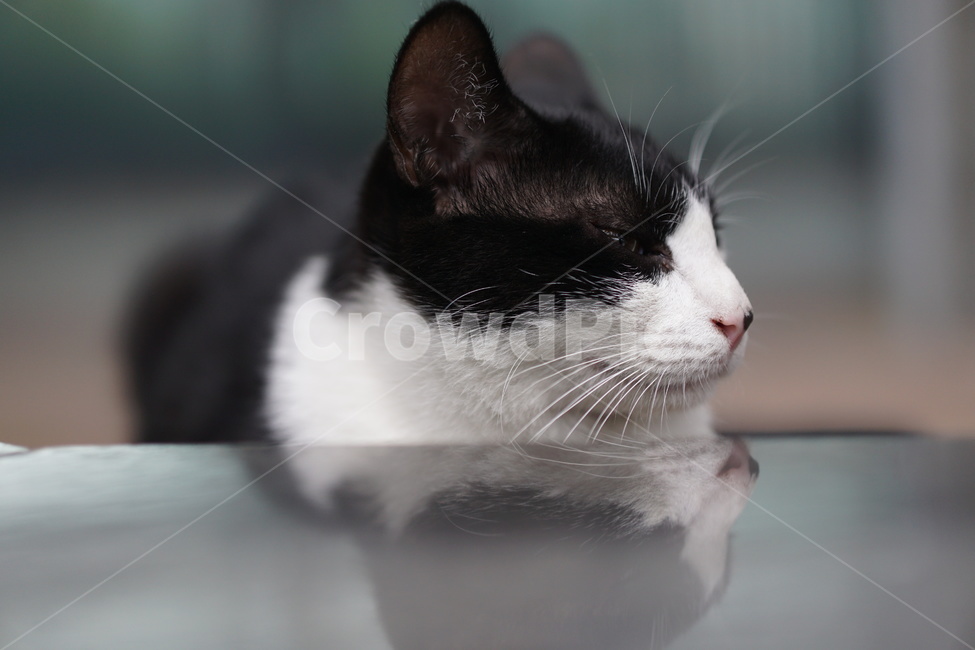 고양이,얼룩이,동물,포유류,펫,애완동물,눈동자,산책,길거리,동물,animal,포유류,mammal,고양이,cat,kitten,kitty