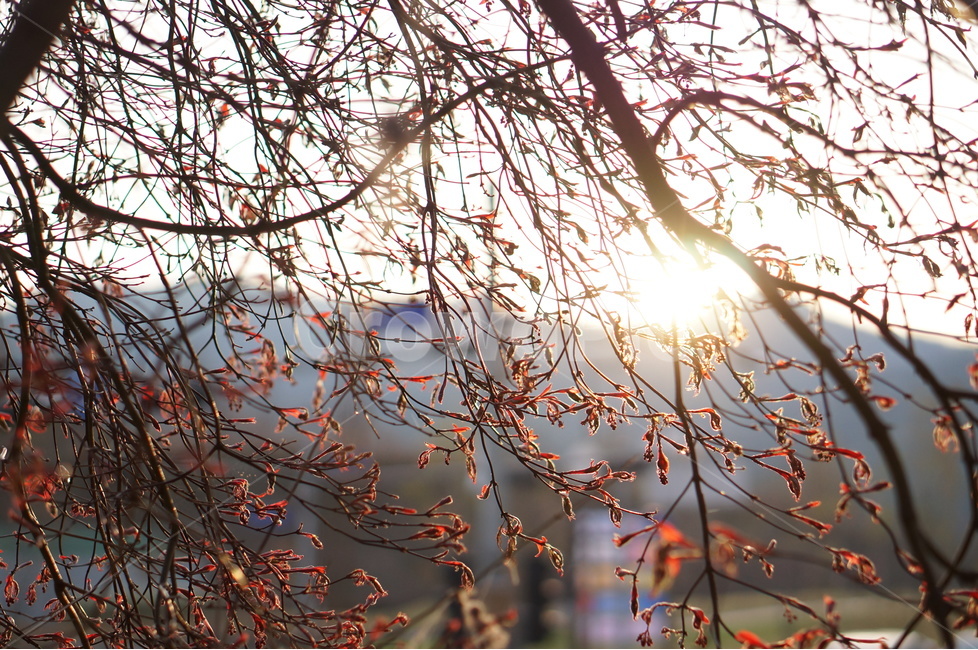 저녁,석양,노을,해,빛,나무,맑음,봄,식물,자연,plants,nature,휴식,힐링,rest,relaxation,healing