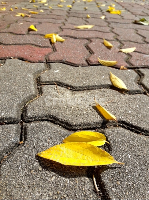 낙엽,leaf,ground,fall,가을,거리,잎,바닥,식물,plant,가을,계절,fall,autumn,season