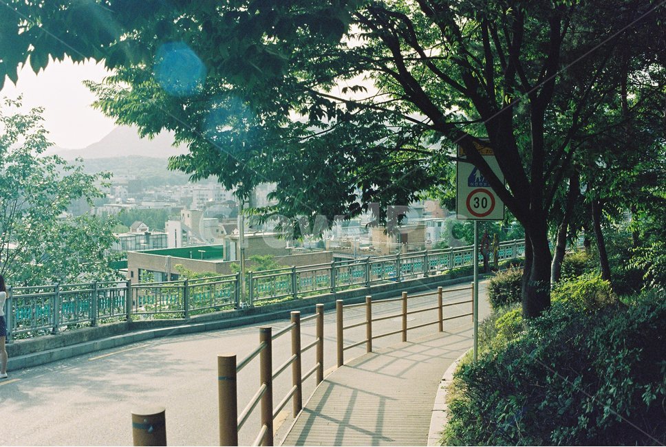산책길,푸른나무,빛,어린이보호구역,필름사진