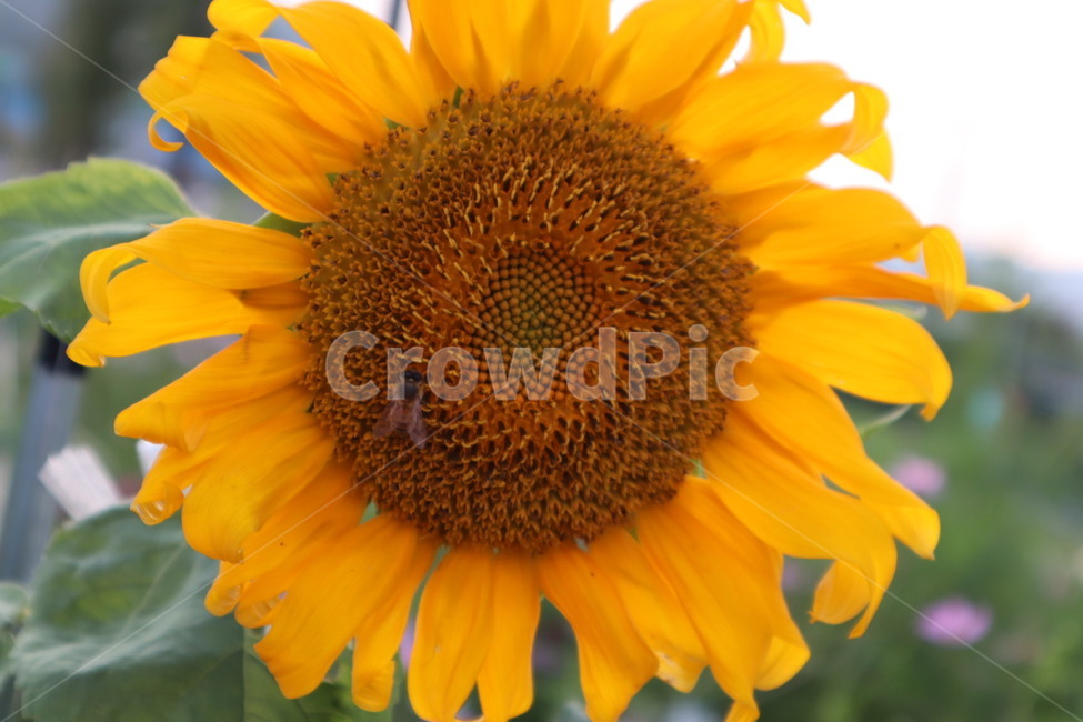 식물,plant,blossom,꿀벌,가을,벌,해바라기,꽃,flower,식물,자연,plants,nature,꽃,flower