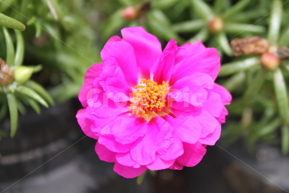 채송화,꽃,식물,분홍,commonportulaca,Portulacagrandiflora,식물,자연,plants,nature,꽃,flower