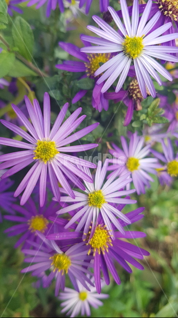 꽃,들꽃,flower,wildflower,꽃잎,petal,floralleaf