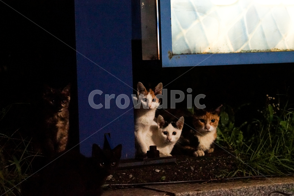 kitten,고양이새끼,cat,고양이,mammal,포유류,animal,동물,pet,동물,animal,포유류,mammal,고양이,cat,kitten,kitty