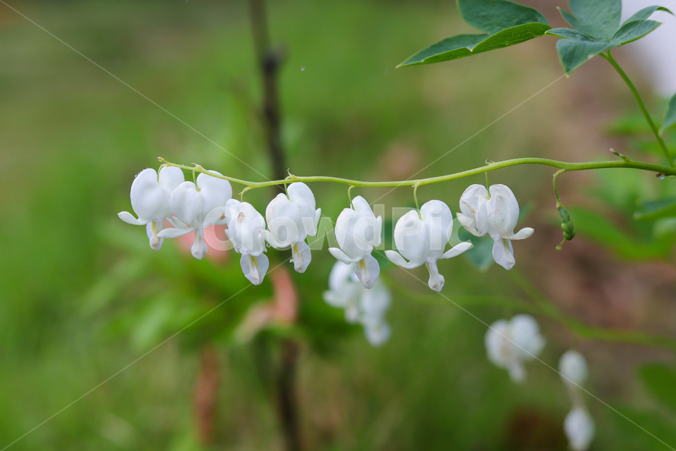 비오는날,꽃,봄,봄꽃,식물,spring,rainyday,beautiful,예쁜,자연,nature,봄날,배경,바탕