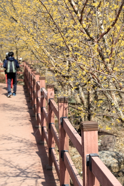 구례,하동,구례산수유축제,산수유,산수유꽃