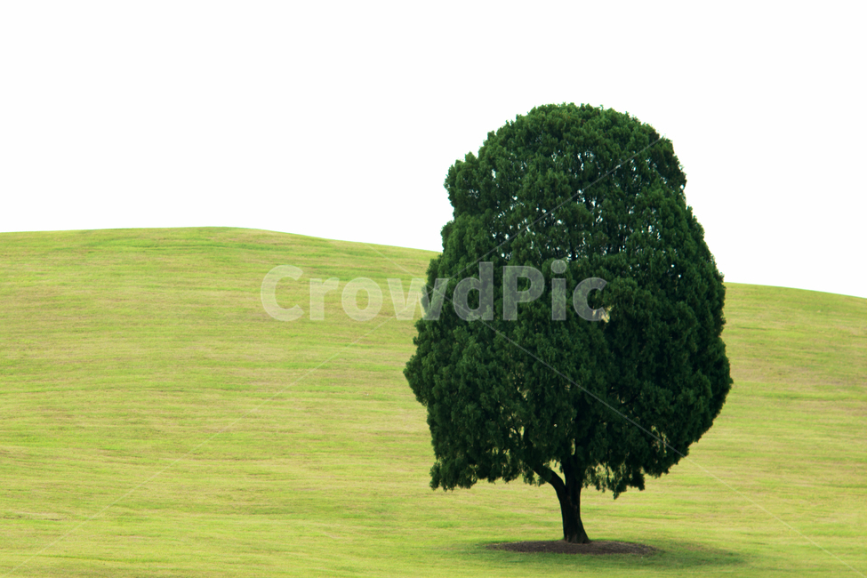 나무,식물,올림픽공원,풍경,경치,plant,tree,식물,자연,plants,nature,나무,trees,wood