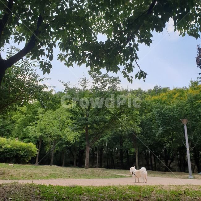 강아지,공원,피크닉,오후,산책,풍경,반려견,색감,나무,우거진,나뭇잎,나뭇가지,leafy,twig,leaf,tree,color,pet,landscape,afternoon,park,picnic,dog,back,뒷모습