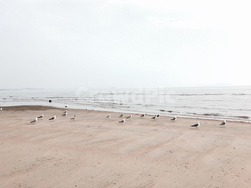 nature,모래,물,ocean,bird,새,대양,sea,바다,해변,바다,beach,sea,동물,animal,조류,새,birds