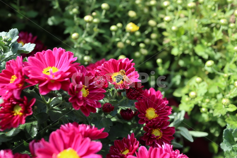 꿀벌,벌,꽃,식물,자연,식물,자연,plants,nature,꽃,flower,동물,animal,곤충,벌레,insect,bug