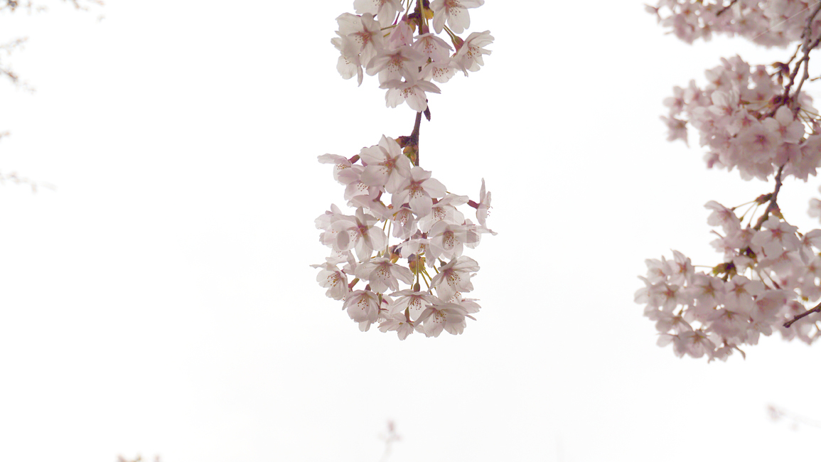 벚꽃,꽃,식물,봄,나들이,cherryblossoms,flowers,plants,spring