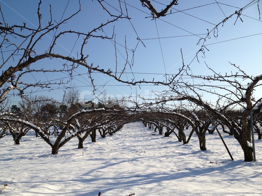 눈,겨울,과수원,하늘,파란하늘,하얀세상,snow,snowing,sky,bluesky,tree,나무,겨울,계절,winter,season,식물,자연,plants,nature,나무,trees,wood