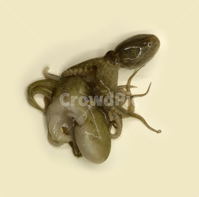주꾸미,쭈꾸미,문어,낙지,해산물,음식,식품,식재료,요리재료,음식재료,요리,싱싱한,신선한,해물,오브젝트,누끼,동물,animal,수산물,해산물,fishery products,seafood