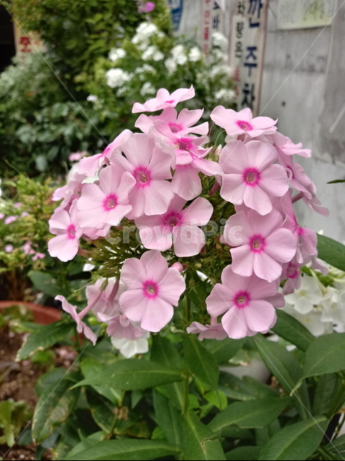 식물,꽃,flower,plant,blossom,식물,자연,plants,nature,꽃,flower