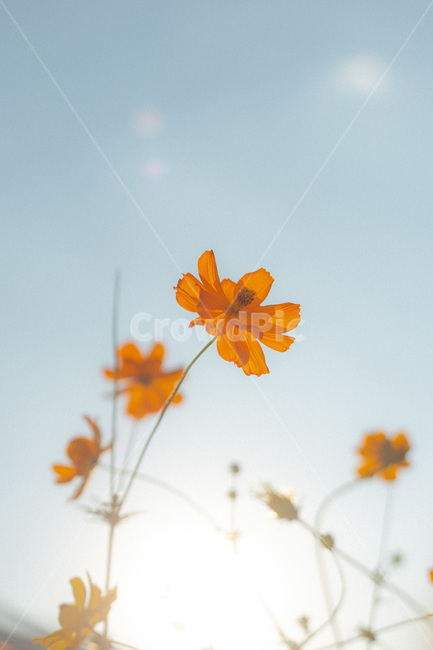 꽃,가을꽃,가을,코스모스,하늘,파란하늘,역광,햇빛,가을,계절,fall,autumn,season,식물,자연,plants,nature,꽃,flower,leaf,잎,plant,blossom,daisy,데이지,daisies,petal,꽃잎