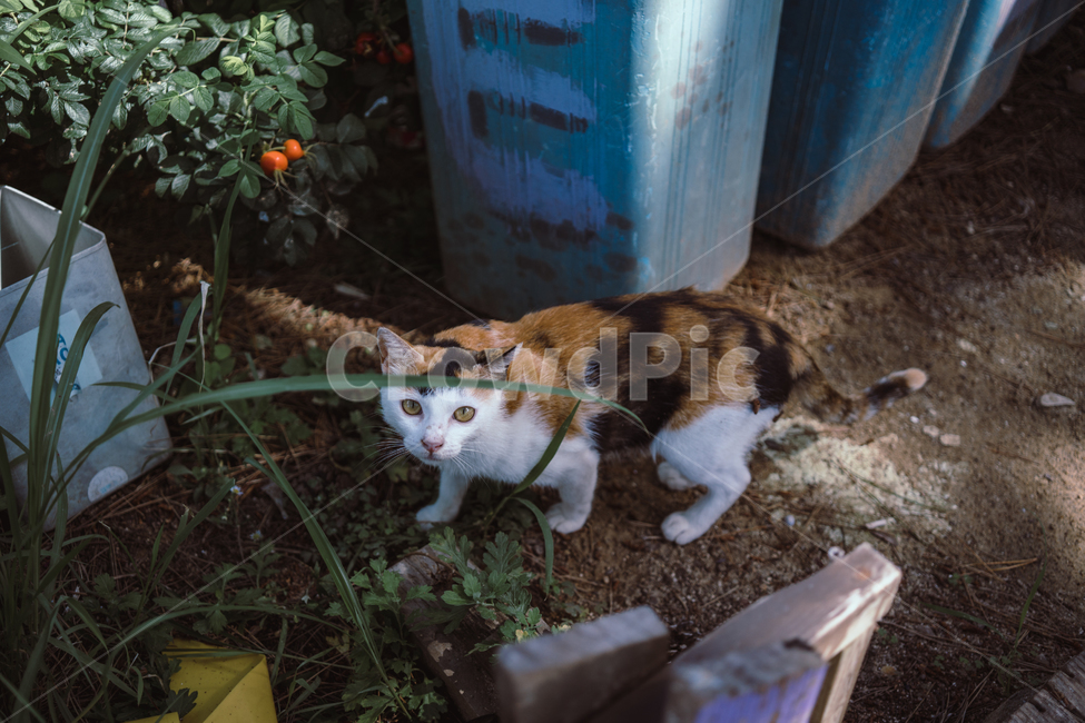 고양이,길고양이,고양이새끼,새끼고양이,포유류,동물,반려동물,애완동물,cat,pet,animal,mammal,kitten,kitty,동물,animal,포유류,mammal,고양이,cat,kitten,kitty