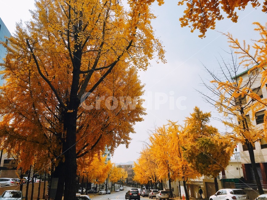 가을,노란색,나무,낙엽,노랑,옐로우,거리,건물,autumn,한남동,자동차,주택,10월,9월