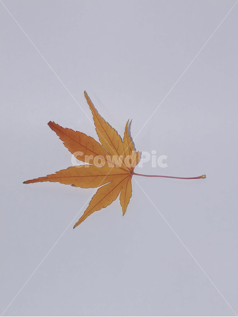단풍잎,나뭇잎,가을,잎,낙엽,식물,autumn,leaf,leaves,maple,fall,plant,계절,season,가을,계절,fall,autumn,season,식물,자연,plants,nature