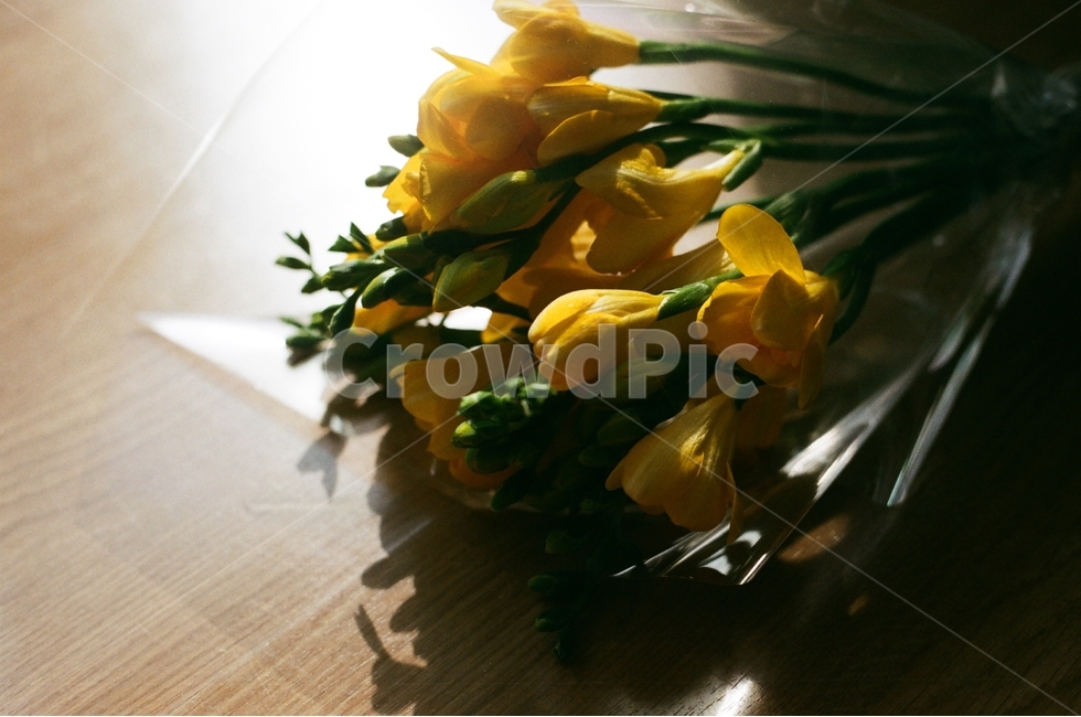 프리지아,햇빛,햇살,flower,꽃,따뜻한,낮,필름사진,식물,자연,plants,nature,꽃,flower,기념일,축하,anniversary,congratulation,celebrate,celebration