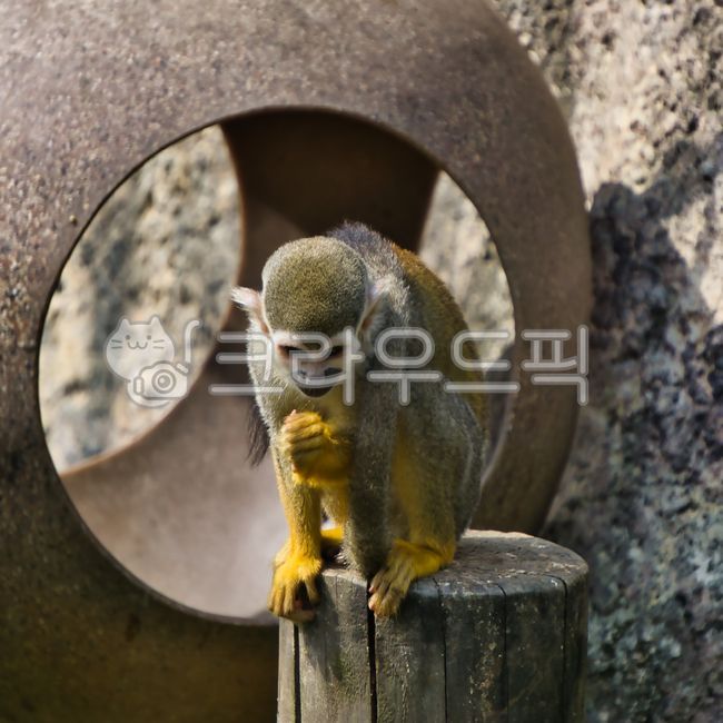 animal,동물,원숭이,monkey,다람쥐원숭이,squirrelmonkey,포유류