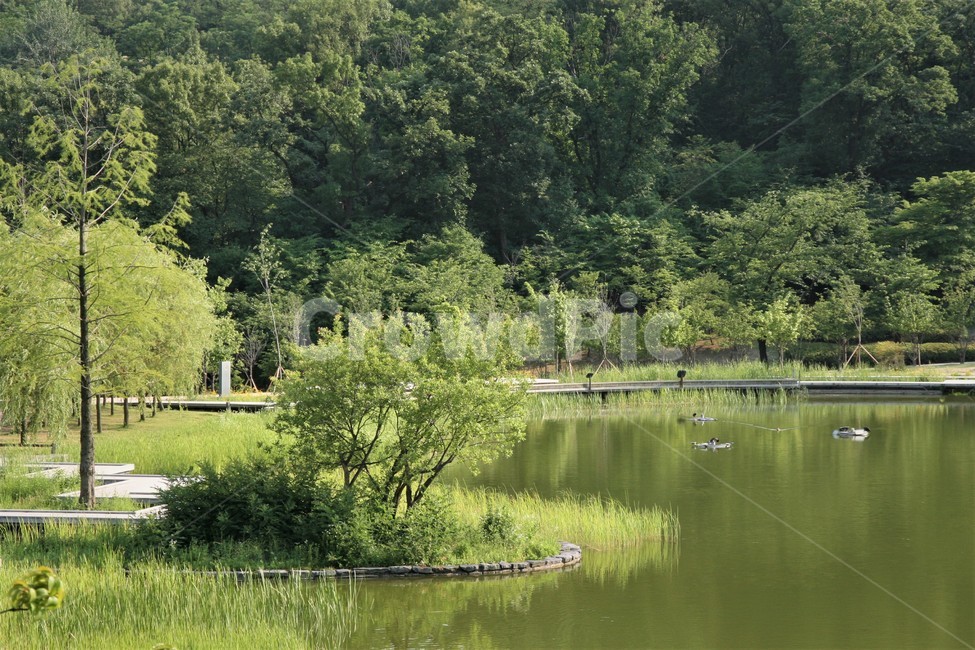 북서울,꿈의숲,나무,공원,호수,인공,자연,풍경,nature,landscape,water,물,outdoors,옥외