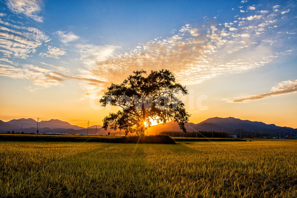 노을,석양,벼,가을,풍경,나무,가을,계절,fall,autumn,season,자연,풍경,nature,landscape,한국자연풍경,한국자연경관,korea nature landscape,시골,마을,country,rural,town,식물,plants,나무,trees,wood,감성,sensible,feeling,산업,industry,industrial,농업,농사,agriculture,farming,farming industry,outdoors,옥외,sunlight,햇빛