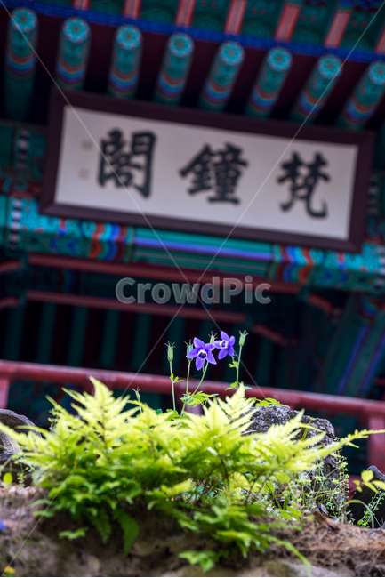 사찰,절,팔공산,대구,매발톱,야생화,꽃,flower,풍경