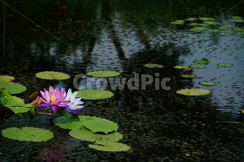 수련,연지,연꽃,연밭,연못,7월연지