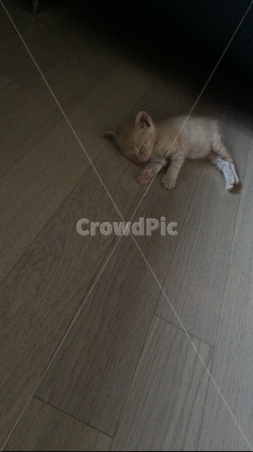 고양이,아깽이,심쿵,쿨쿨,코숏,코리안숏헤어,동물,animal,포유류,mammal,고양이,cat,kitten,kitty