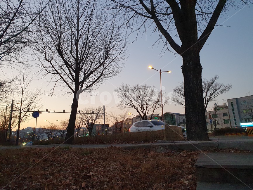 하늘,공원,나무,가로등,도로,차,streetlamp,streetlight