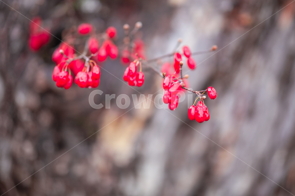 식물,산수유,열매,산수유열매,산수유마을,나무,산수유나무,이천,재배,경작,붉은열매,야외,옥외,plant,tree,과일,열매,fruit