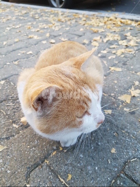 고양이,길고양이,애완동물,펫,집사,동물,animal,포유류,mammal,고양이,cat,kitten,kitty