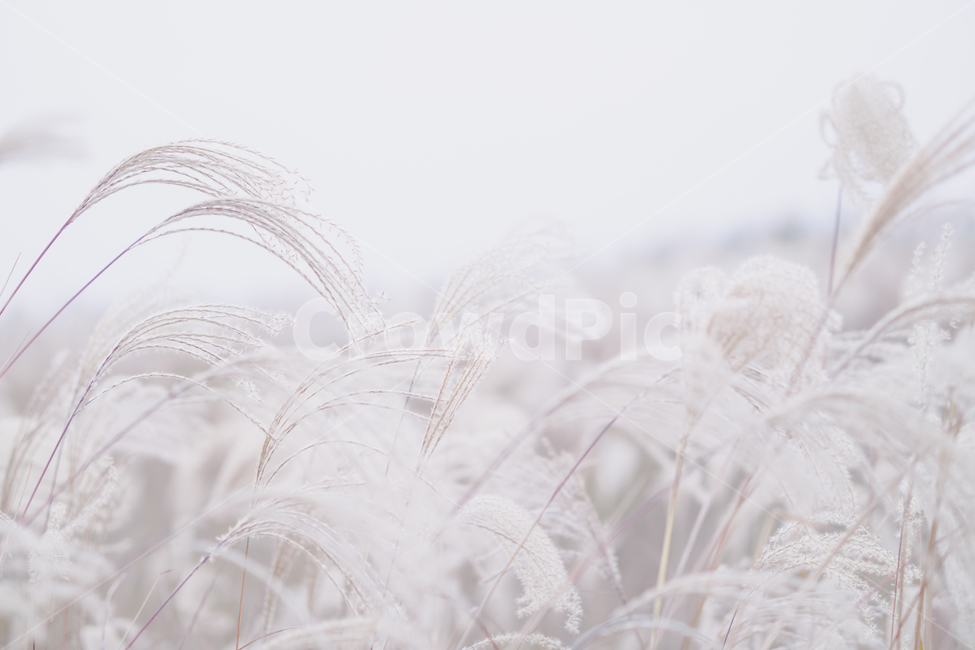 nature,자연,outdoors,옥외,갈대,풍경,plant,식물,reed,식물,자연,plants,nature