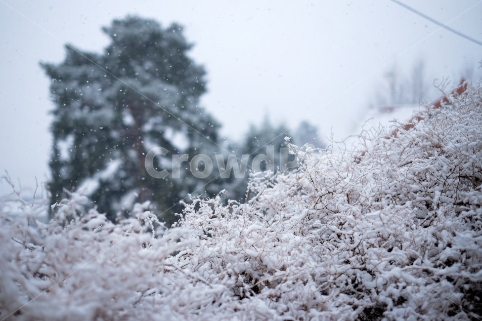 눈,겨울,눈꽃,소나무,나뭇가지,겨울,계절,winter,season,식물,자연,plants,nature,감성,sensible,feeling