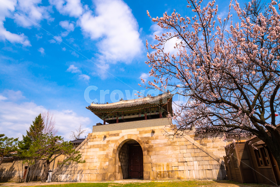 경복궁,고궁,봄,꽃,벚꽃,서울,봄,계절,spring,season,한국전통,한국문화,korean traditional,korean culture,랜드마크,landmark,tourist attraction,한국랜드마크,한국관광지,한국명소,korea landmark,korea tourist attraction,건축물,건물외관,exterior,building,structure,architecture,construction,건물